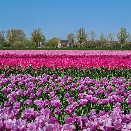 Ferienhaus 77 Op Recreatiepark De Wielen